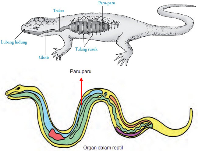 22+ Alat Pernapasan Pada Hewan Reptil, Paling Dicari!