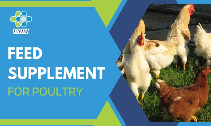 From Chicks to Chickens: How Feed Supplements Can Transform Your Poultry Farm