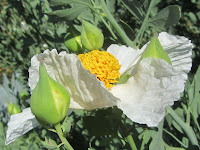 Matilija poppy