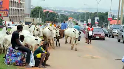 Senate orders cows found loitering in City Centre to be slaughtered