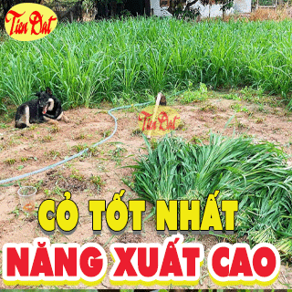 Các giống cỏ chăn nuôi năng suất tốt nhất ? Loại cỏ mọc nhanh và dễ tiêu hóa