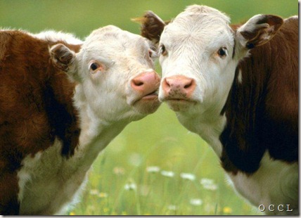 animals_31
