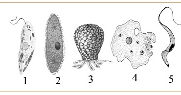 BIOLOGI GONZAGA: LATIHAN UN BIOLOGI 02 APRIL 2016