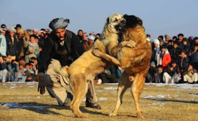 AFGHANISTAN-SOCIETY-DOG-FIGHT