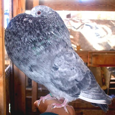 Gaditano Pouter Pigeon