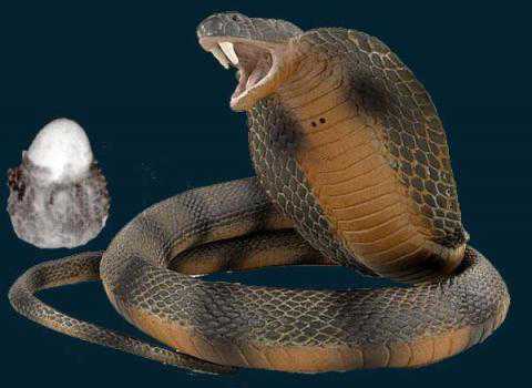 Cerita Mustika Ular dan Misteri Teror Ular Cobra