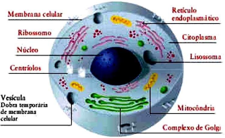 dibujo de la celula animal. images Célula animal (ampliar