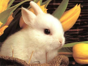 Easter Cute Bunny Wallpaper