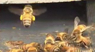 Пчеловодство в Аргентине
