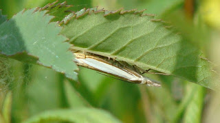 Crambus pascuella DSC54755