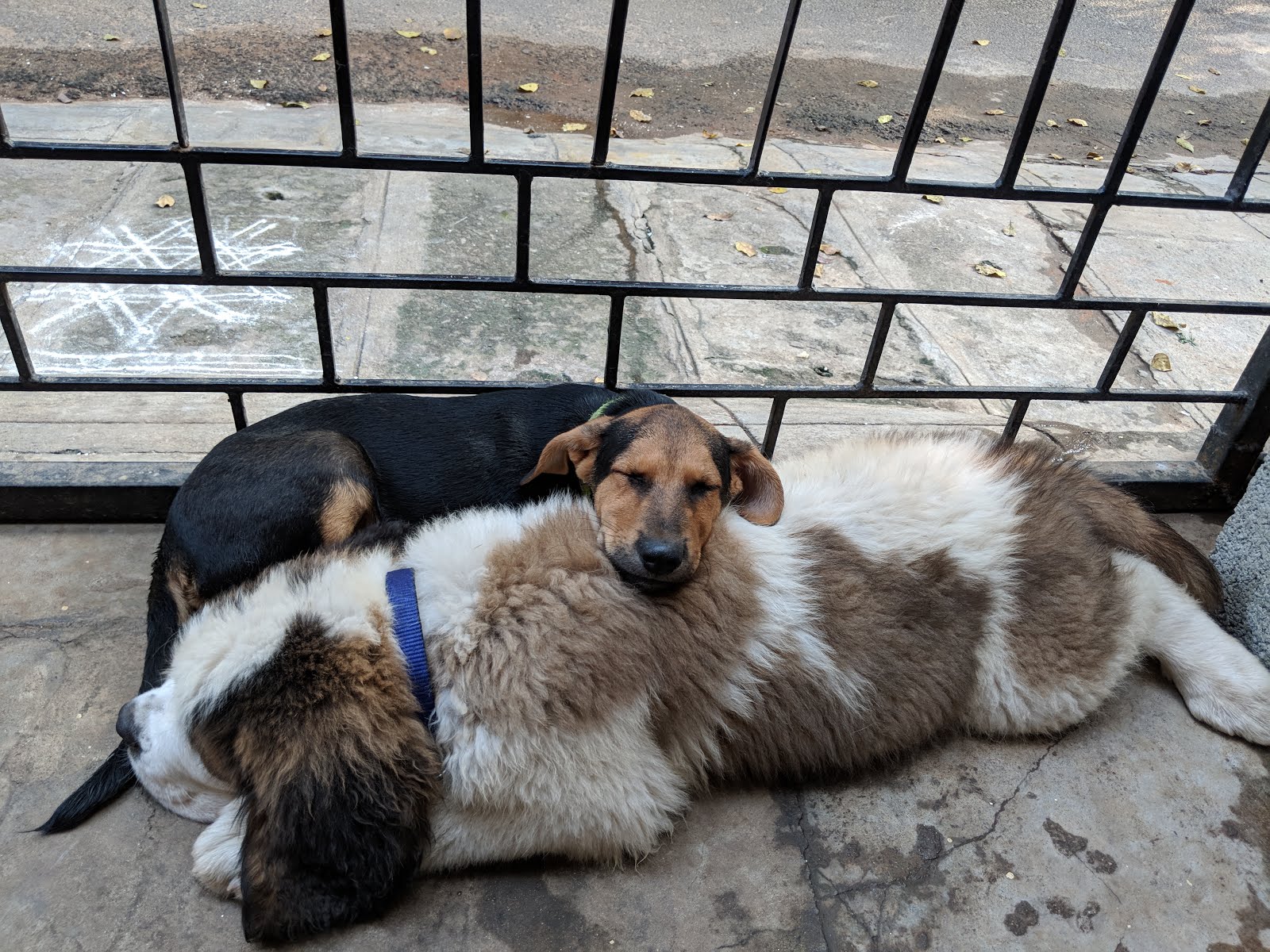 Puppy sleeping time