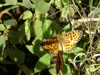 Boloria sp