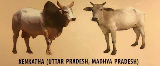  దేశియ గోమాత జాతులు - Holy Indian Cows