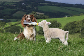A sheepdog bottle-feeding baby lamb, Jess bottle feeding Shaun
