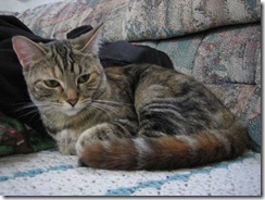 kitty004