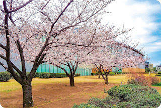 豊洲公園