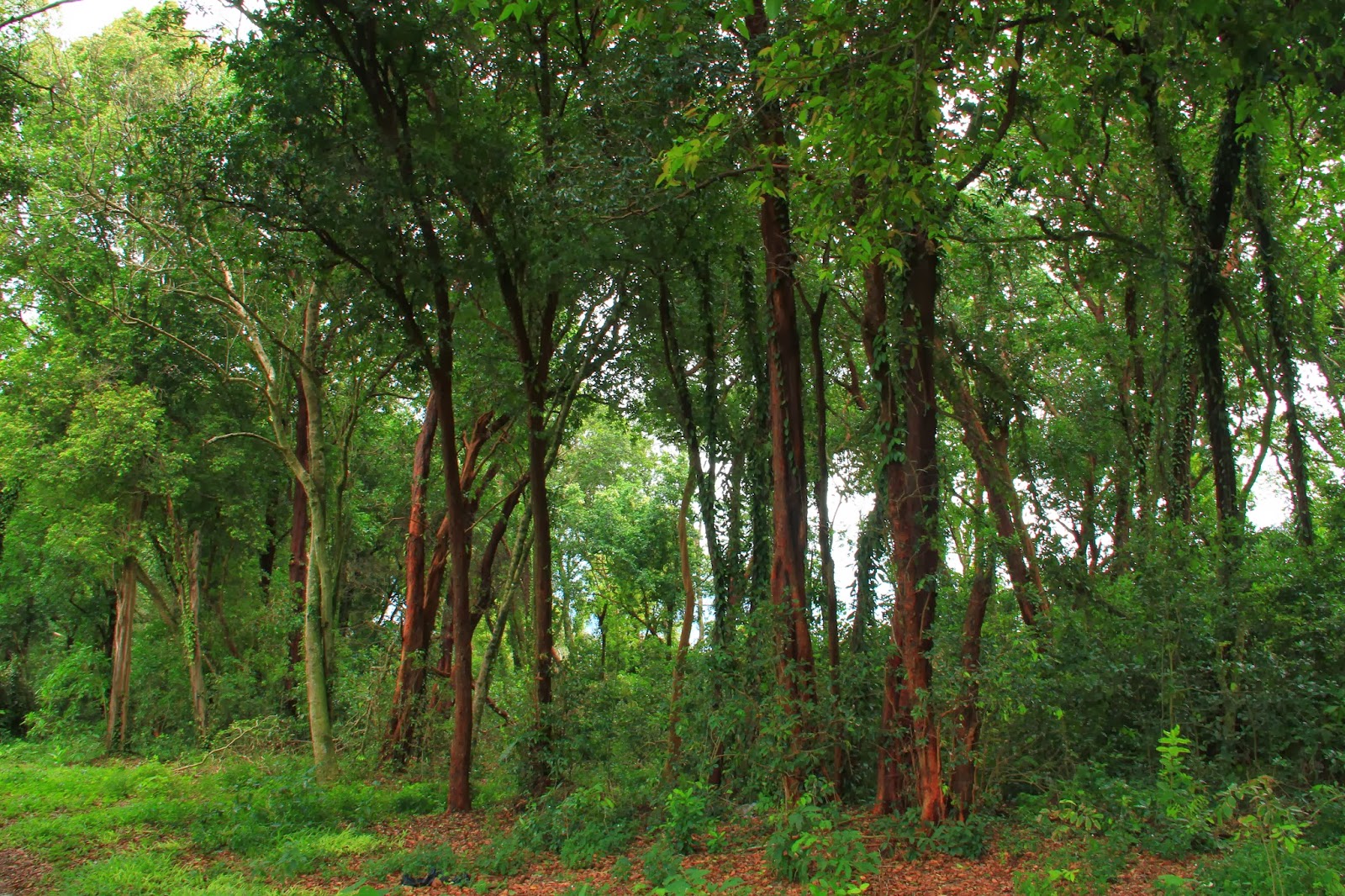 hutan lipur pasir panjang