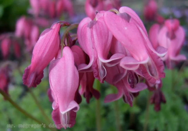 Hearts and Flowers