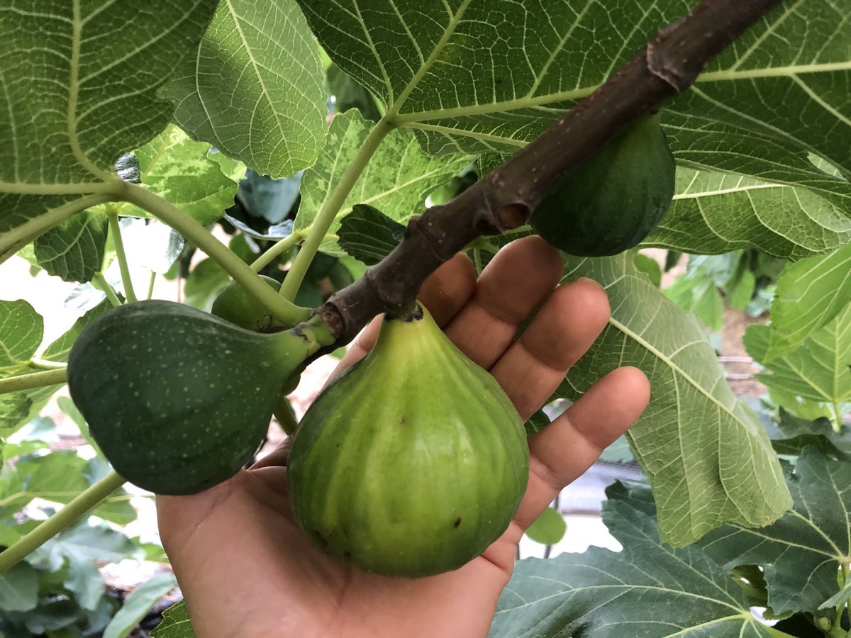 Depending on the variety, fig trees typically produce fruit in late summer to early fall. Harvest ripe figs by gently twisting them from the tree. Enjoy fresh figs straight from the tree or use them in various culinary creations like salads, desserts, and preserves.