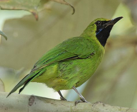 Ciri-ciri Burung Cucak Ijo Jantan dan Betina - Trend burung