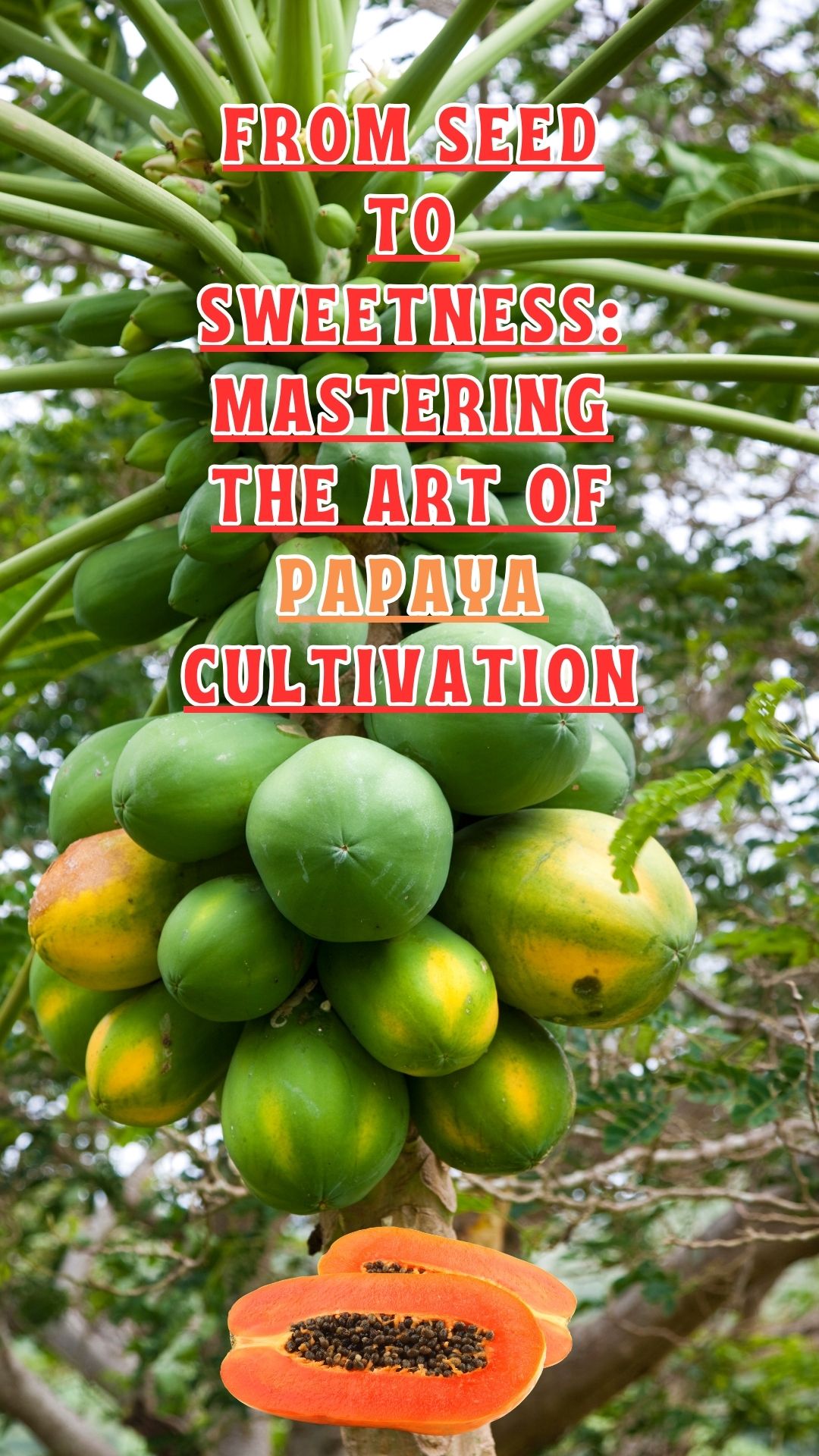 Embarking on the journey of growing papayas can be an immensely rewarding experience, especially for beginners. Not only does it offer the joy of cultivating your own tropical oasis, but it also grants the satisfaction of indulging in homegrown, succulent fruits.