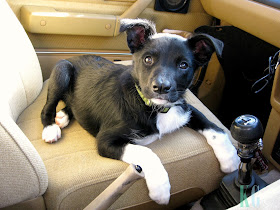 kelpie x smithfied black and white puppy in car cute