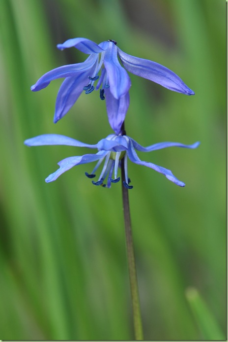 Scilla