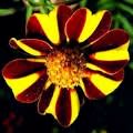 Edible flowers chart - Picture of Marigold