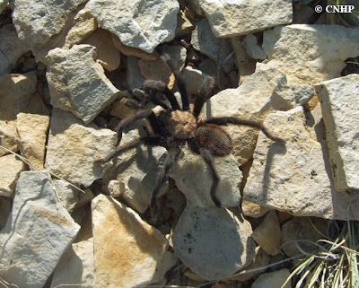 Aphonopelma coloradanum