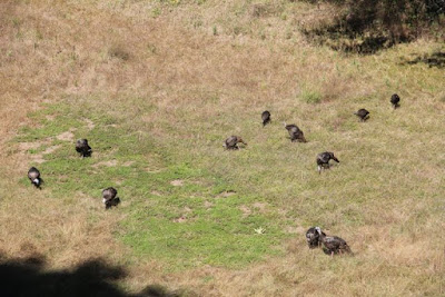 turkey hens and grown poults