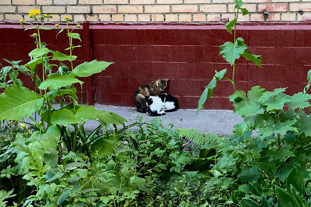 2-я Новоостанкинская улица, дворы, коты