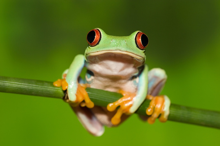 Tree Frog