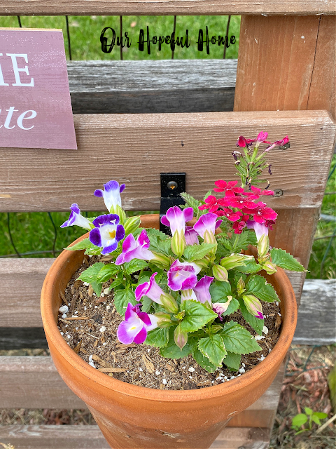 purple pink torenia plants scarlet verbena plant