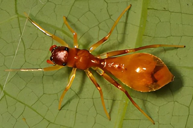 Las arañas son capaces de imitar a las hormigas a pesar de tener una forma corporal completamente diferente. Aunque inicialmente se pensaba que esta tarea sería casi imposible debido a las disparidades morfológicas entre las dos especies, se descubrió que algunas arañas son tan hábiles en la imitación como otros insectos que se parecen naturalmente a las hormigas.