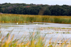 trumpeter swans on Carlos Avery WMA pool