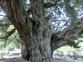  建長寺ビャクシン