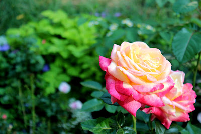 Flores Naturales Fotos Rosas - Ramo De Flores Imágenes De Archivo, Vectores 123RF