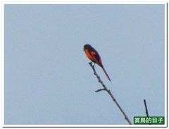 20111204_093854_004_Wulia
