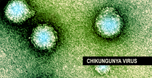 Kuala Nerang: Info Sihat : Deman Chikungunya