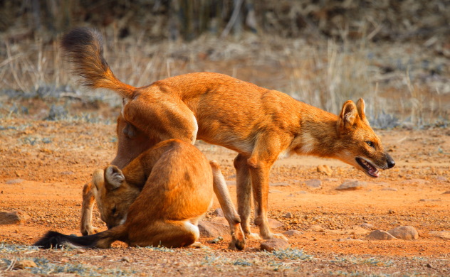 Alpha male and female wild dogs from Tadoba Andhari Tiger Reserve, Maharashtra, India