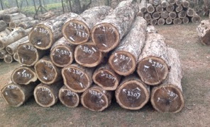 Kayu Sonokeling