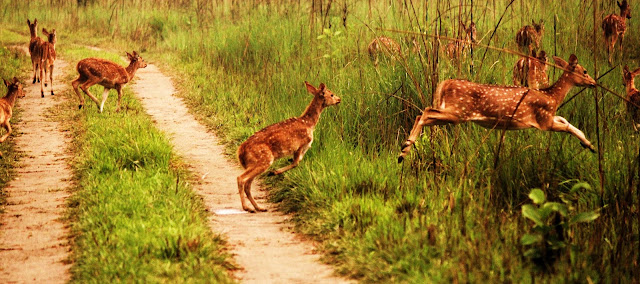 Jungle Tour in Bardia