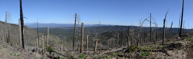 distant peaks through mostly falled destroyed forest