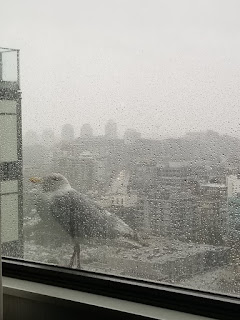 seagull on a ledge
