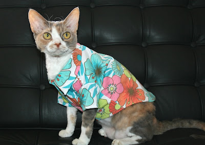 Daisy the Curly Cat: Fashion Friday: Aloha!