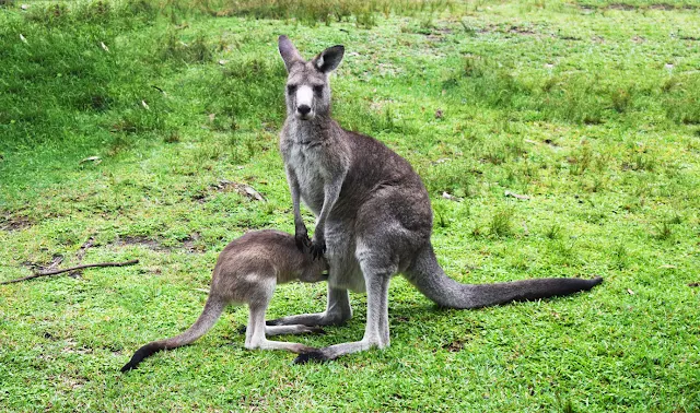 Ruta costa este Australia