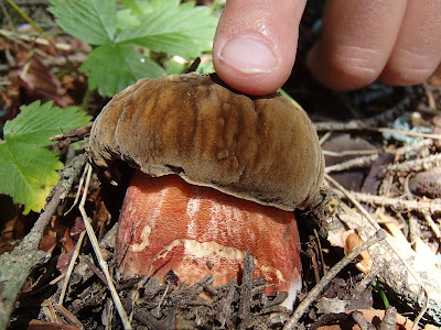 Grzyby wiosenne, grzyby w czerwcu, grzyby na Orawie, grzybobranie w czerwcu, koszyk grzybów w czerwcu, borowik ceglastopory Boletus luridoformis, koźlarz czerwony Leccinum aurantiacum, gołąbek Russula, muchomor Amanita, śluzowce,rulik nadrzewny, dzieci na grzybobraniu, dzieci zbierają grzyby 