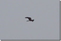 Montagu's Harrier