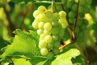 FULL DETAILS ABOUT GRAPE, grapes,grapes farming,how to grow grapes,grapes farming in india,grape,grapes farm,fresh grapes,grape cultivation,grape vine,grape wine,growing grape vines,bijapur grapes,grapes cultivation in india,grape plant,grape juice,planting grape vines,grape vine care,training and pruning in grape,how to start grapes farm,diy grapes,grapes nutrition,dry grape production,grape farming profit,#grapes,how to plant grapes,draw grapes,wine grapes,couloued seedless grapes,fox and sour grapes