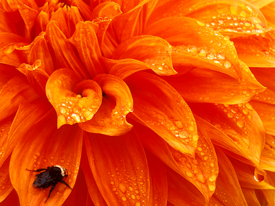 wallpaper orange. Bee on Orange Dahlia wallpaper